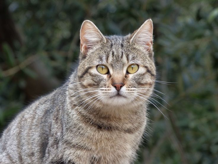 Кошка