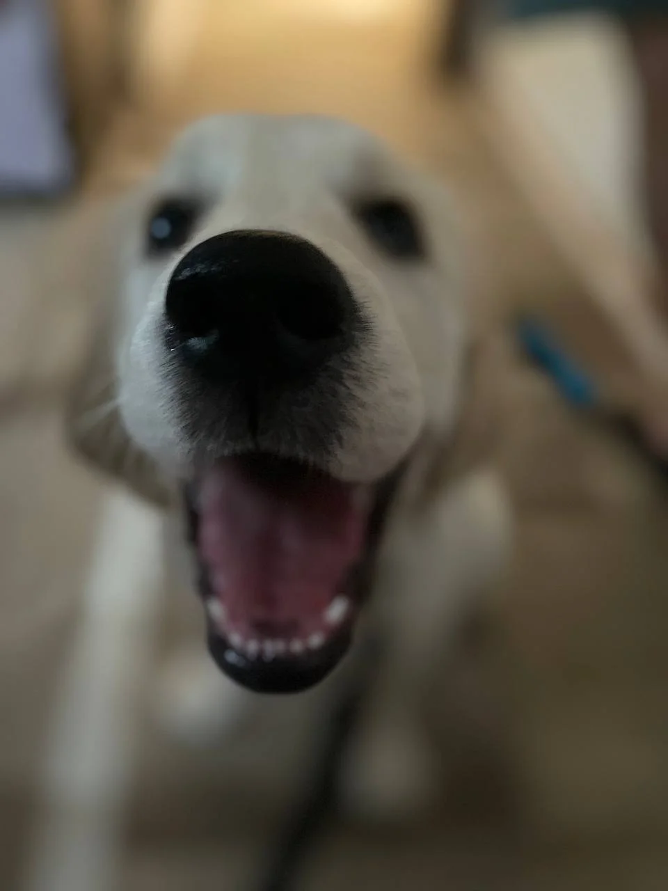 Первое, что я вижу ранним утром🐶