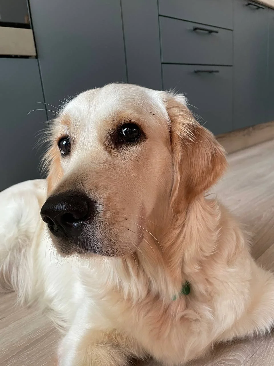 Сегодня ровно год, как у нас появилась Молли 🐶