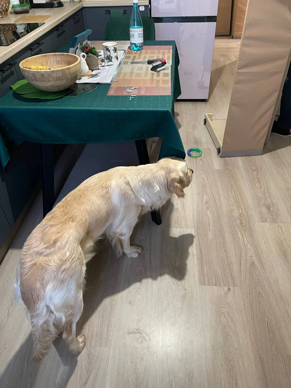К сожалению, у Молли год начался не очень😕