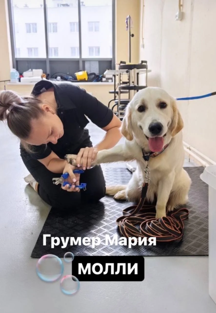 Молли посетила грумера